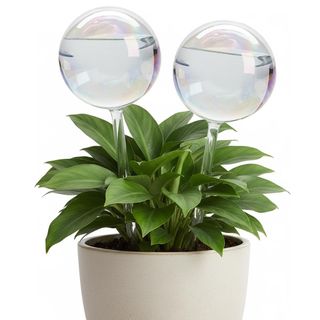 (Category: ) located in . Submitted by shopretty (Listing ID 1434038445, Image 1). Description: .