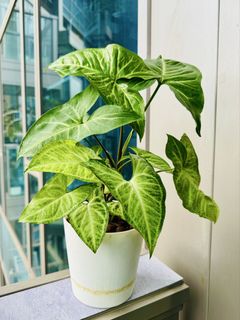 （分類：）位於 。 由 susanl03 提交（商品編號 1434012972，圖片 1）。簡介： 。