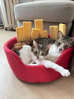 （分類：）位於 。 由 ___manlui 提交（商品編號 1434266757，圖片 1）。簡介： 。