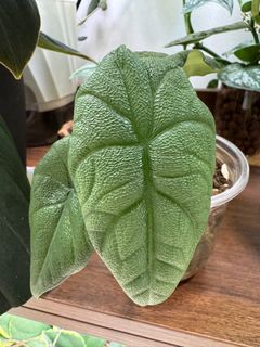 (Category: ) located in . Submitted by jubilantplants (Listing ID 1434206110, Image 1). Description: .