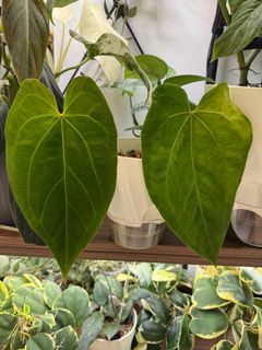 (Category: ) located in . Submitted by jubilantplants (Listing ID 1415040403, Image 1). Description: .