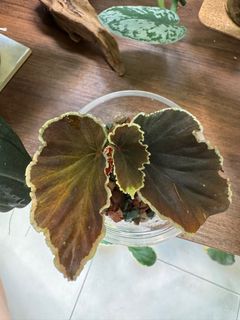 (Category: ) located in . Submitted by jubilantplants (Listing ID 1434293679, Image 1). Description: .