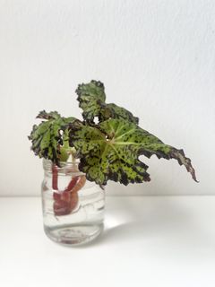 (Category: ) located in . Submitted by tropicalleaf (Listing ID 1434232967, Image 1). Description: .