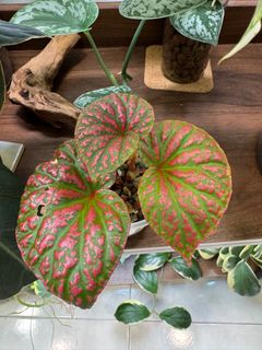 (Category: ) located in . Submitted by jubilantplants (Listing ID 1434207949, Image 1). Description: .