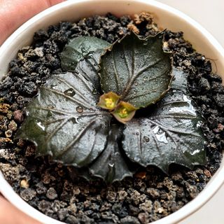 (Category: ) located in . Submitted by littleplantbox (Listing ID 1422693038, Image 1). Description: .