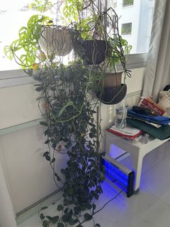 (Category: ) located in . Submitted by _wv_j_ (Listing ID 1434190905, Image 1). Description: .