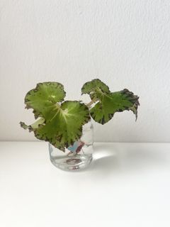 (Category: ) located in . Submitted by tropicalleaf (Listing ID 1434232372, Image 1). Description: .