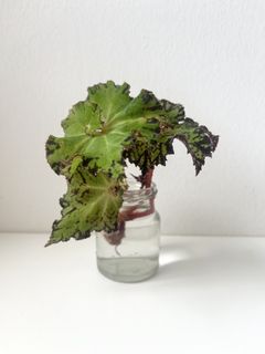 (Category: ) located in . Submitted by tropicalleaf (Listing ID 1434232676, Image 1). Description: .