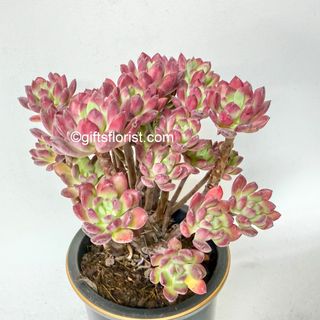 Potted Plants Collection 🌿 | Buyer Protection Available Collection item 1