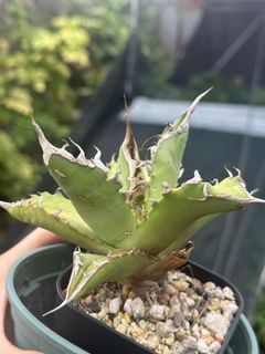 （分類：）位於 。 由 Nothing_special852 提交（商品編號 1434446298，圖片 1）。簡介： 。