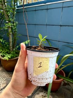 (Category: ) located in . Submitted by naokibonsai (Listing ID 1434535890, Image 1). Description: .