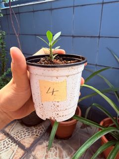 (Category: ) located in . Submitted by naokibonsai (Listing ID 1434536077, Image 1). Description: .
