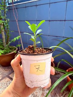 (Category: ) located in . Submitted by naokibonsai (Listing ID 1434536240, Image 1). Description: .