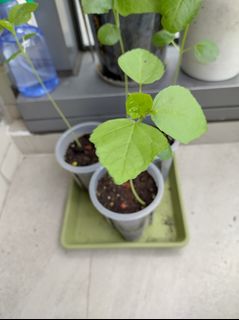 （分類：）位於 。 由 best_finding 提交（商品編號 1434432596，圖片 1）。簡介： 。