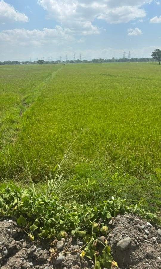 Agrifarm for Sale (Category: Lot) located in Rizal. Submitted by mjbatoc (Listing ID 1434454075, Image 3). Description: ❗️❗️Agrifarm for sale❗️❗️❗️ along national road Location:San Leonardo Nueva Ecija Lot area: 5 hectares highest and best use mixed Commercial and residential building 30Meters frontage Price 1,500 per sqm or 75M Clean Title ready for transfer Negotiable for sure buyer. Brokers direct to buyers are welcome to inquire. message for 