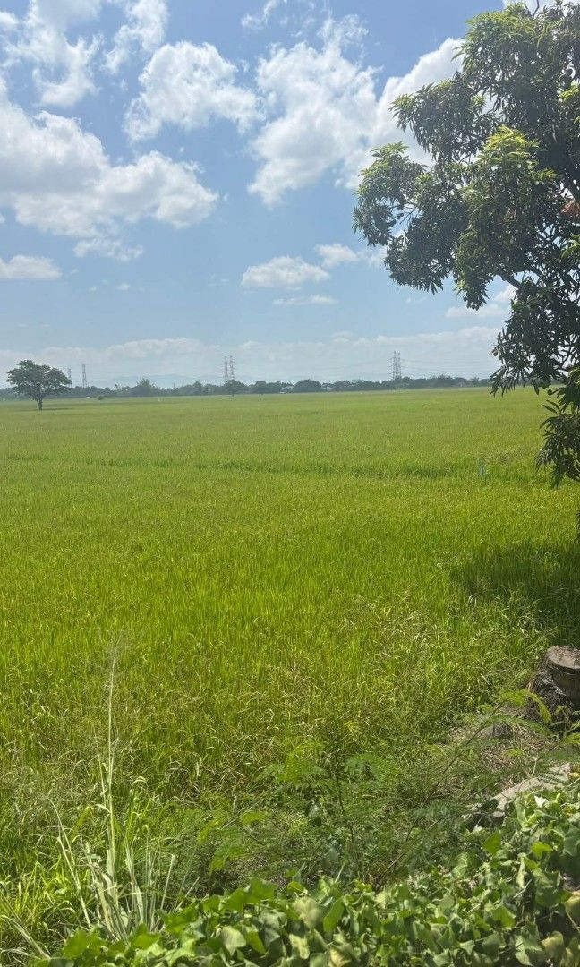 Agrifarm for Sale (Category: Lot) located in Rizal. Submitted by mjbatoc (Listing ID 1434454075, Image 2). Description: ❗️❗️Agrifarm for sale❗️❗️❗️ along national road Location:San Leonardo Nueva Ecija Lot area: 5 hectares highest and best use mixed Commercial and residential building 30Meters frontage Price 1,500 per sqm or 75M Clean Title ready for transfer Negotiable for sure buyer. Brokers direct to buyers are welcome to inquire. message for 