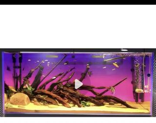 (Category: ) located in . Submitted by Aquariumfever (Listing ID 1434509820, Image 1). Description: .