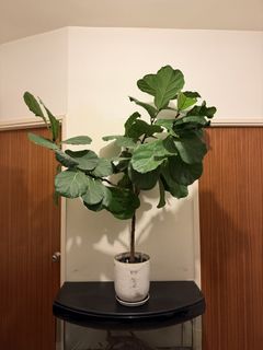 （分類：）位於 。 由 drewbeas83960 提交（商品編號 1434525128，圖片 1）。簡介： 。
