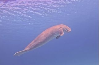 (Category: ) located in . Submitted by babywhaleshark (Listing ID 1434401148, Image 1). Description: .