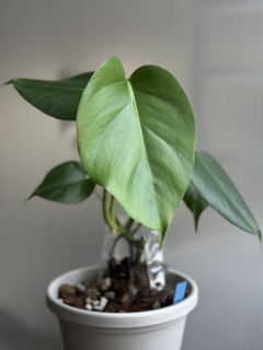 （分類：）位於 。 由 Nothing_special852 提交（商品編號 1434442610，圖片 1）。簡介： 。