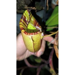 (Category: ) located in . Submitted by acp0623 (Listing ID 1434460150, Image 1). Description: .