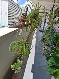 (Category: ) located in . Submitted by orchid62 (Listing ID 1434402731, Image 1). Description: .