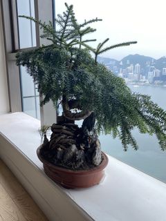 （分類：）位於 。 由 lehm.com 提交（商品編號 1434753557，圖片 1）。簡介： 。