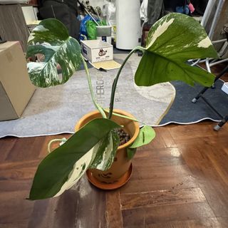 （分類：）位於 。 由 22princess 提交（商品編號 1434744162，圖片 1）。簡介： 。