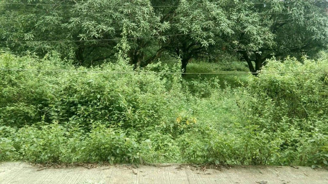 Norzagaray lot 12,200 SQM (with >20 mango trees) (Category: Lot) located in Manila. Submitted by harleyy1230 (Listing ID 1434793191, Image 3). Description: Barrio tigbe balasin road norzagaray bulacan. 12200sqm with more than 20 mango trees corner lot along brgy road. 3000/ sqm. Open also to long term lease @. 120k per month.