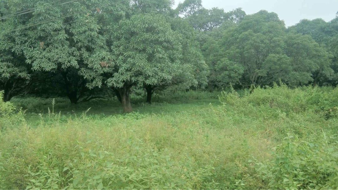 Norzagaray lot 12,200 SQM (with >20 mango trees) (Category: Lot) located in Manila. Submitted by harleyy1230 (Listing ID 1434793191, Image 2). Description: Barrio tigbe balasin road norzagaray bulacan. 12200sqm with more than 20 mango trees corner lot along brgy road. 3000/ sqm. Open also to long term lease @. 120k per month.