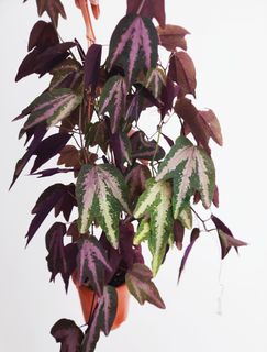 Aspidistra Yingjiangensis, Furniture & Home Living, Gardening, Plants &  Seeds on Carousell