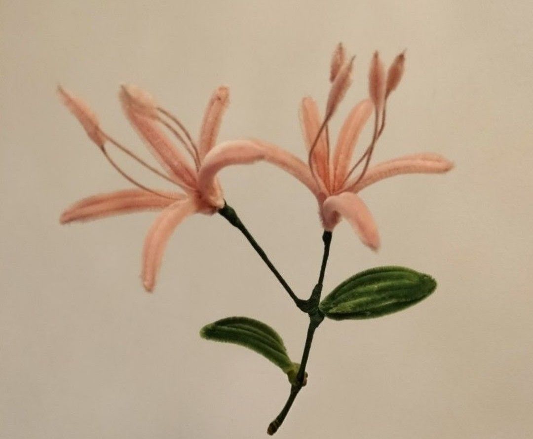 Spider lily pipe cleaner flower (Category: Flowers & Bouquets) located in Singapore. Submitted by hohocherryy (Listing ID 1353573124, Image 2). Description: ✔️100% handmade ✔️For people who like more unique flowers! ✔️Can request for preferred flowers Available ones are: -sunflower -lily -daisies (yellow, pink, red) -spider lily -filler leaves(show picture for specific lead design) -rose Qty for now: 1pc can request for more!! priced a bit higher