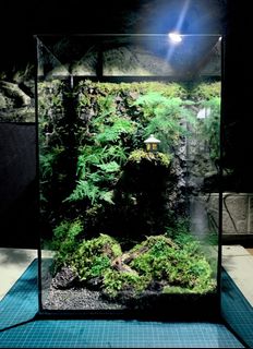 (Category: ) located in . Submitted by nativeforest9 (Listing ID 1434773866, Image 1). Description: .