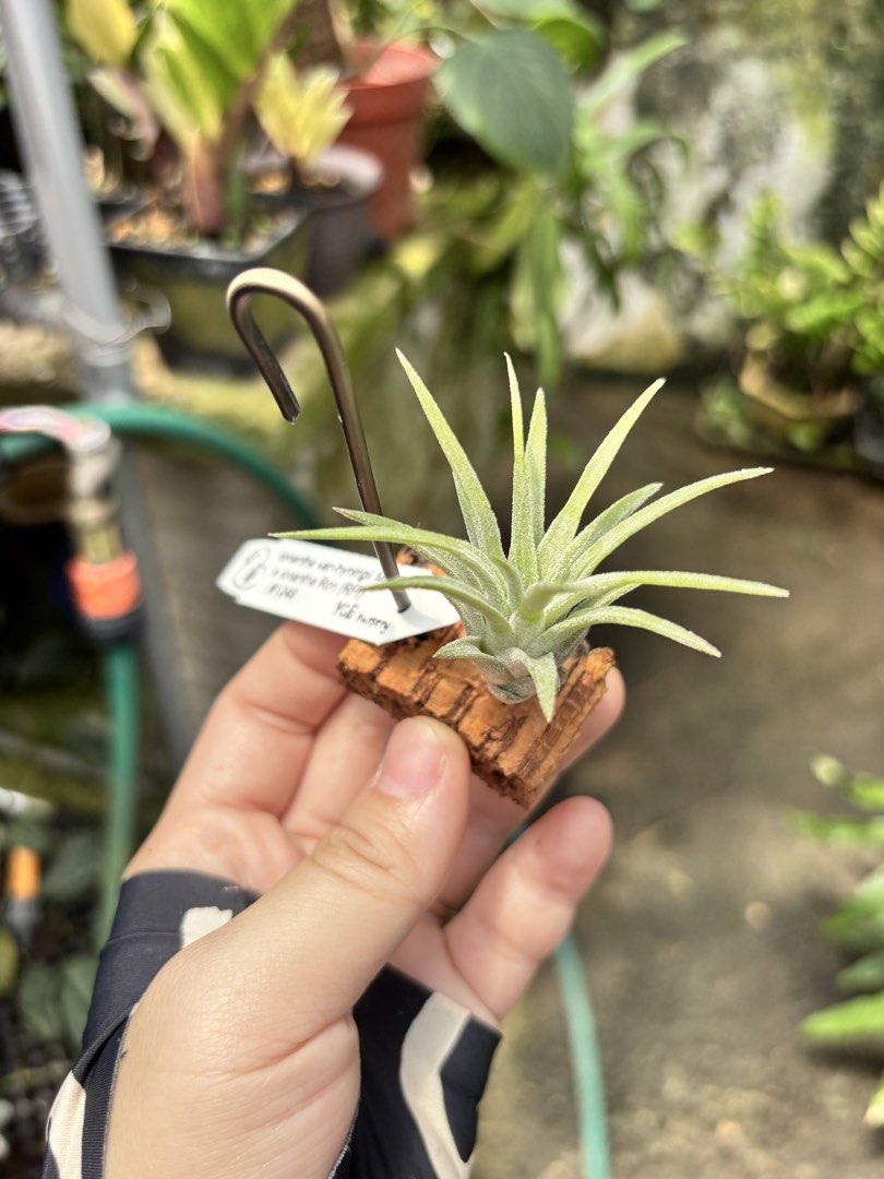Tillandsia ionantha van-hyningii Minor x ionantha Ron (RFI