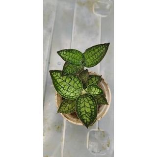 Orchid Collection item 1