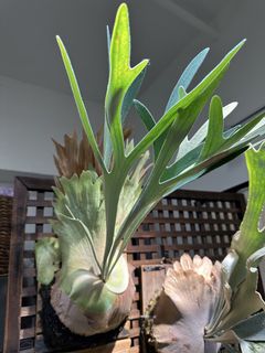 （分類：）位於 。 由 zibet_c 提交（商品編號 1434989714，圖片 1）。簡介： 。