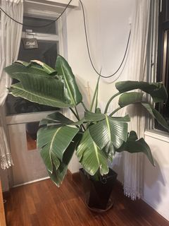 （分類：）位於 。 由 jadejan 提交（商品編號 1434960645，圖片 1）。簡介： 。