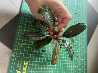 （分類：）位於 。 由 5d5d5d 提交（商品編號 1434894059，圖片 1）。簡介： 。