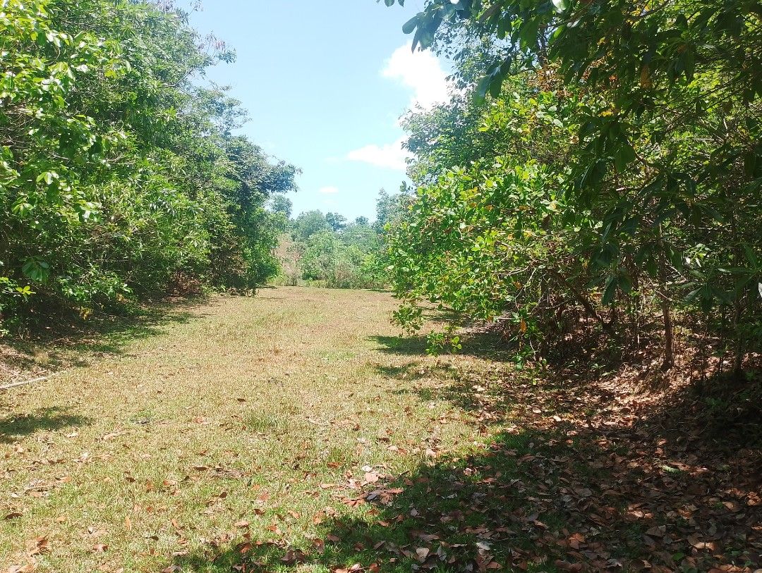 Farm Lot (Category: Lot) located in Nueva Valencia. Submitted by totobert (Listing ID 1434965737, Image 2). Description: 3Hectar Solo Title OCT Title along Brgy Road Connected to Cemented Road 💯%Flat Area Good For Farming and Rest House they have More trees w/Source of Water and Electricity line.