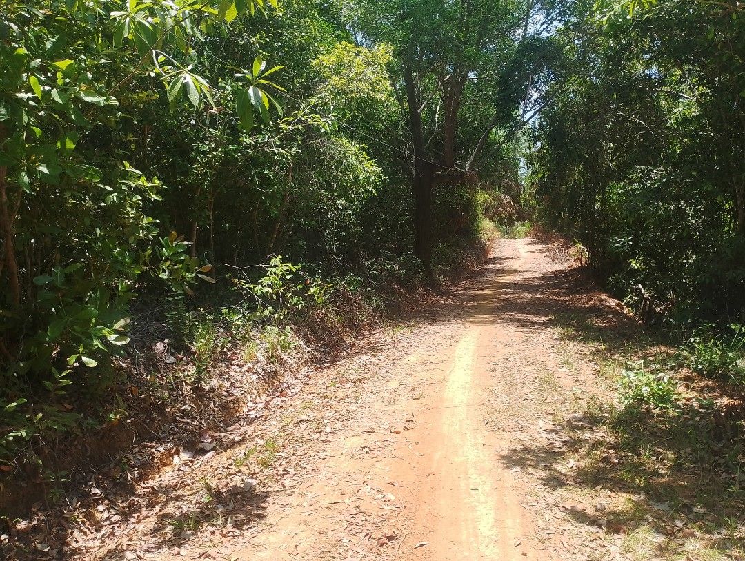Farm Lot (Category: Lot) located in Nueva Valencia. Submitted by totobert (Listing ID 1434965737, Image 1). Description: 3Hectar Solo Title OCT Title along Brgy Road Connected to Cemented Road 💯%Flat Area Good For Farming and Rest House they have More trees w/Source of Water and Electricity line.