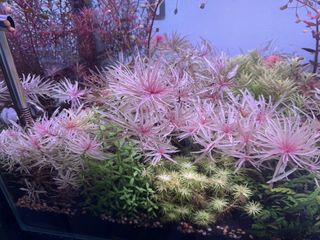 (Category: ) located in . Submitted by aquaticplants (Listing ID 1434901889, Image 1). Description: .