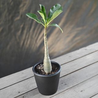 (Category: ) located in . Submitted by thegoodplants.store (Listing ID 1434862253, Image 1). Description: .