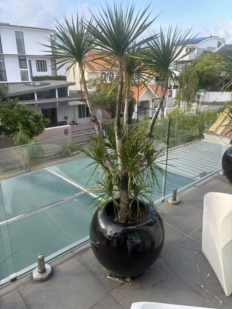 Plant