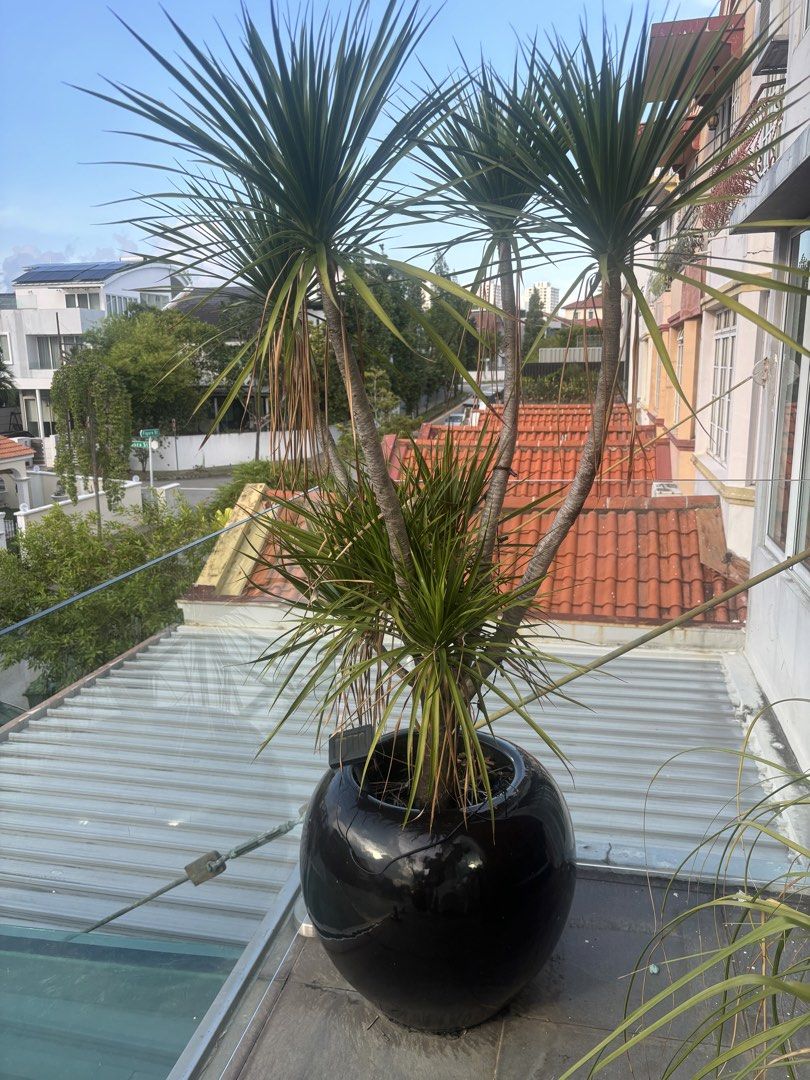 Plant439514724933324802