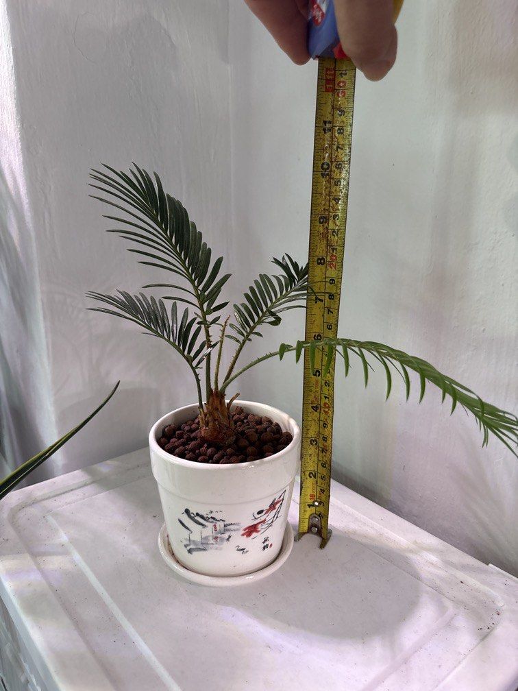 Sago Palm in ceramic pot
