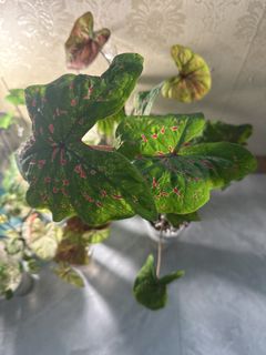 （分類：）位於 。 由 queen41 提交（商品編號 1414173675，圖片 1）。簡介： 。