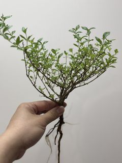 （分類：）位於 。 由 jimziklab 提交（商品編號 1435074415，圖片 1）。簡介： 。
