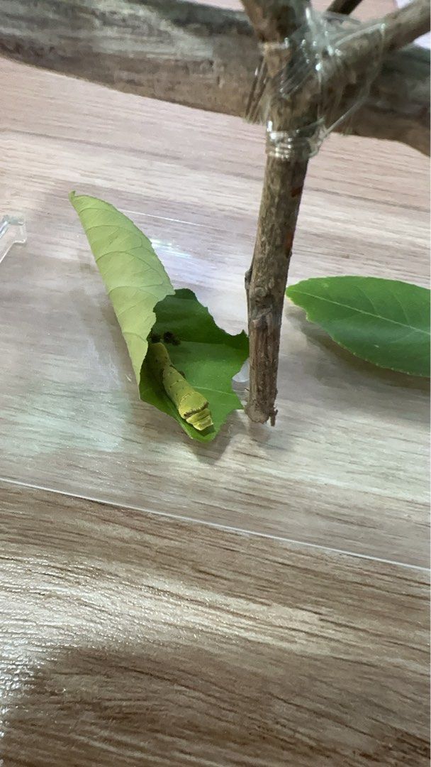 caterpillar