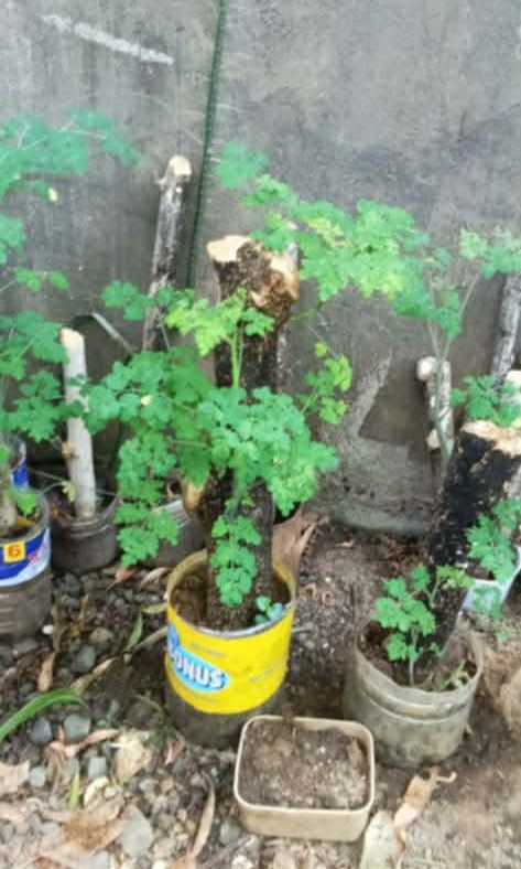 Malunggay tree (Category: Plants & Seeds) located in Quezon City. Submitted by amazingmaria3680 (Listing ID 1435165485, Image 2). Description: .