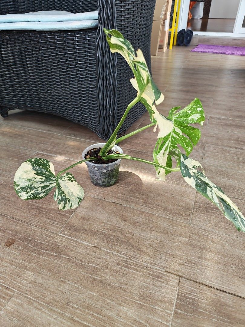 Monstera Creme Brulee440181293748725761
